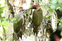 Green Woodpecker